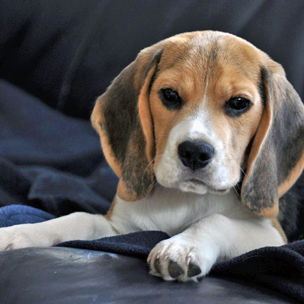 GNU Solidario GNU Solidario